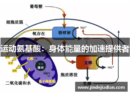 运动氨基酸：身体能量的加速提供者
